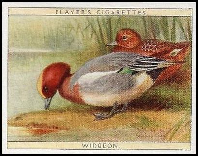 24 Widgeon